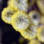 Séminaire de naturopathie : l'asthme et l'allergie.