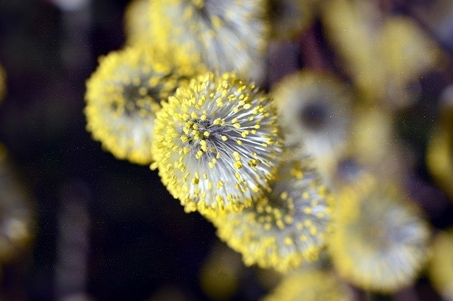 Séminaire de naturopathie : l'asthme et l'allergie.