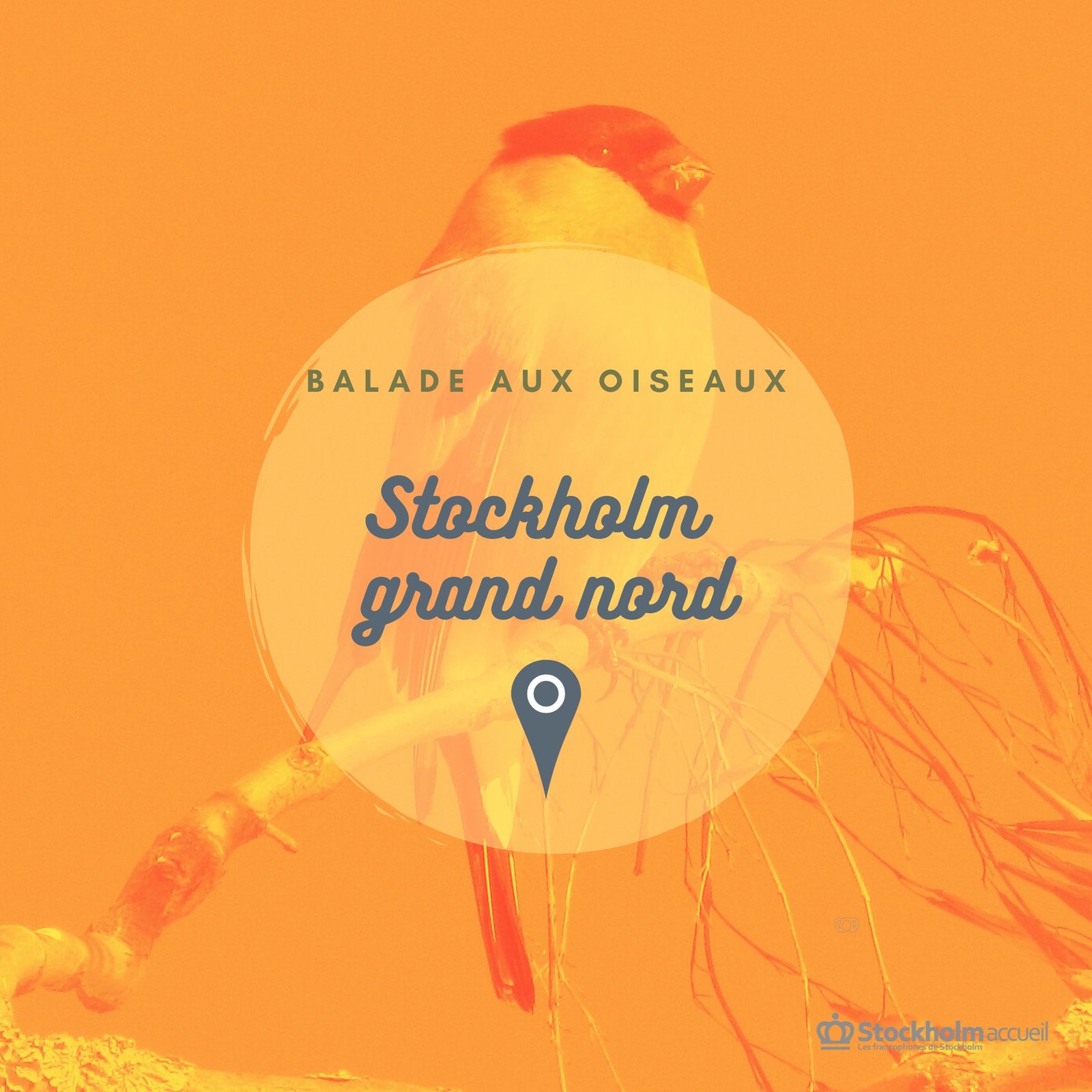 Balade aux oiseaux à Säby gård