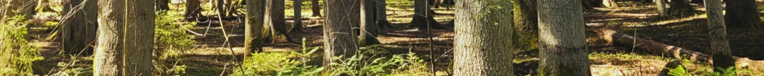 Balade en forêt